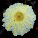 Leucocoprinus fragilissimus image
