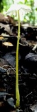 Leucocoprinus fragilissimus image