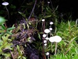 Collybia cirrhata image