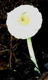 Lepiota trichroma image