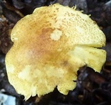 Lepiota trichroma image