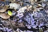 Punctularia atropurpurascens image