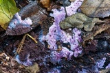 Punctularia atropurpurascens image