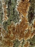 Coniophora puteana image