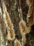 Coniophora puteana image