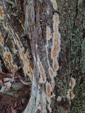 Coniophora puteana image