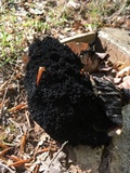 Scorias spongiosa image
