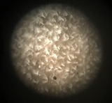 Helvella macropus image