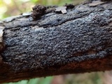 Unguiculariopsis parasitica image