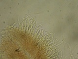Unguiculariopsis parasitica image