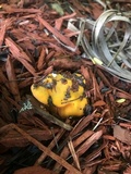 Glaziella aurantiaca image