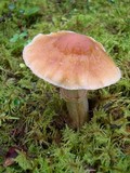 Cortinarius caperatus image