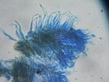 Unguiculariopsis parasitica image