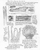 Unguiculariopsis parasitica image
