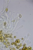 Hebeloma subsect. Clepsydroida image