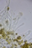 Hebeloma subsect. Clepsydroida image