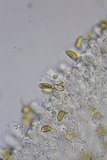 Hebeloma subsect. Clepsydroida image