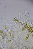 Hebeloma subsect. Clepsydroida image