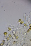 Hebeloma subsect. Clepsydroida image