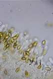 Hebeloma subsect. Clepsydroida image