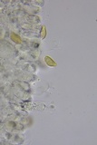 Hebeloma subsect. Clepsydroida image