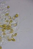 Hebeloma subsect. Clepsydroida image