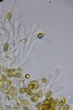 Hebeloma subsect. Clepsydroida image