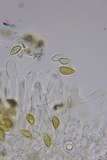 Hebeloma subsect. Clepsydroida image