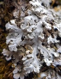Heterodermia speciosa image