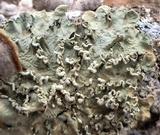 Flavopunctelia soredica image