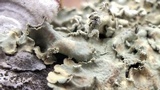Flavopunctelia soredica image