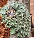 Flavopunctelia soredica image