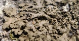 Phaeophyscia rubropulchra image