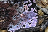 Punctularia atropurpurascens image