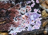 Punctularia atropurpurascens image