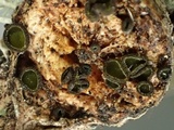 Dencoeliopsis johnstonii image
