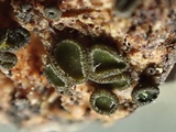 Dencoeliopsis johnstonii image