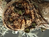 Dencoeliopsis johnstonii image