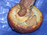 Suillus caerulescens image