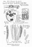 Dencoeliopsis johnstonii image