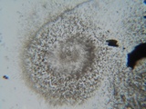 Eutypa flavovirens image