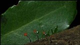 Nectria gracilipes image