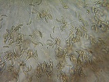 Eutypa flavovirens image