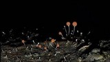 Nectria gracilipes image