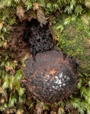 Calostoma fuscum image