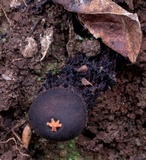 Image of Calostoma fuhreri