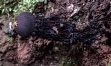 Calostoma fuhreri image