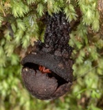 Calostoma rodwayi image