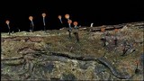 Nectria gracilipes image