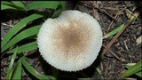 Amanita farinosa image